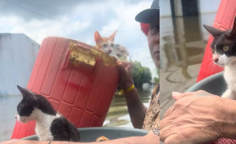 «Tengo otras gallinas y gallinas en el techo».

 – Primer plano