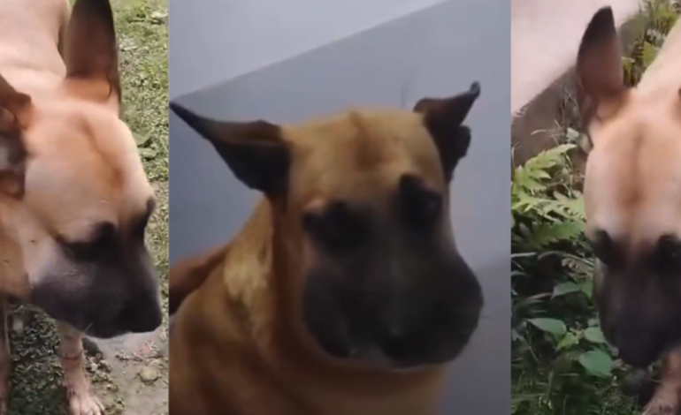 Un perro mordido por una serpiente en Ibagué recibió ayuda veterinaria tras un llamado urgente de la ciudadanía a través de las redes sociales

 – Primer plano