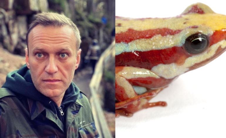 Se trata de una rana venenosa que vive entre Colombia y Ecuador, a la que en Rusia le quitarían una toxina que la mataría

 – Primer plano