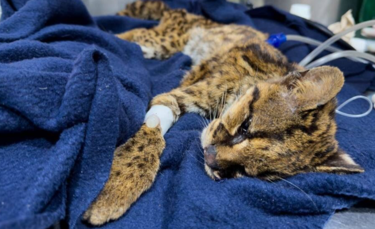 Tenía desnutrición severa, anemia y dientes rotos.

 – Primer plano