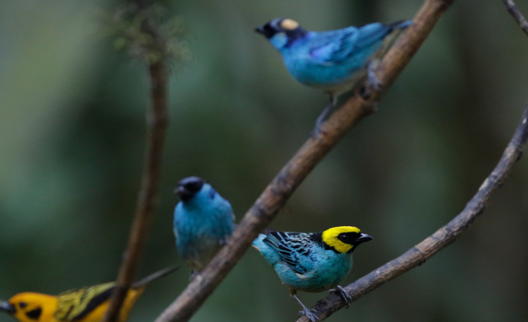 Cali se divirtió en Colombia BirdFair 2026, una presentación internacional de turismo de naturaleza con la participación de delegaciones entre ellas: de EE.UU., Nicaragua

 – Primer plano