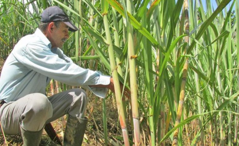 Llaman a ACP, Asocaña y Bioenergía a participar en el diálogo entre el gobierno y los trabajadores cañeros

 – Primer plano