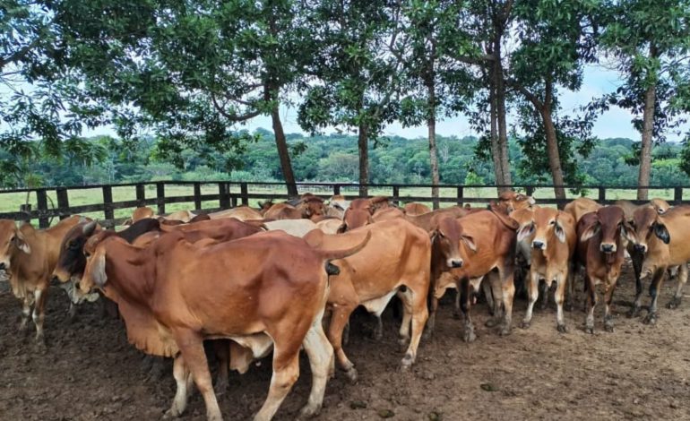 Las pérdidas del sector ganadero en Córdoba crecen hasta los 22.000 millones

 – Primer plano