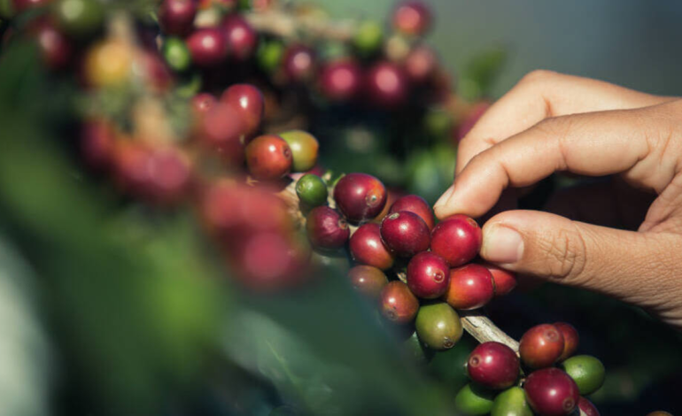 Prepárate para el fin de semana que da inicio a la cuarta Feria del Café del Noreste de Colombia

 – Primer plano