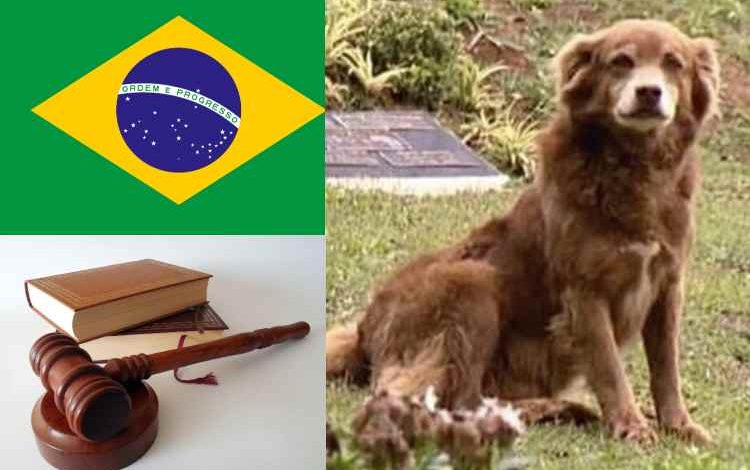 São Paulo aprueba ley para enterrar mascotas con sus dueños

 – Primer plano