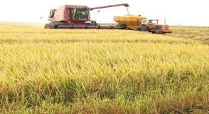 La primera cosecha de arroz de 2026 arranca en medio de una profunda crisis en el sector

 – Primer plano