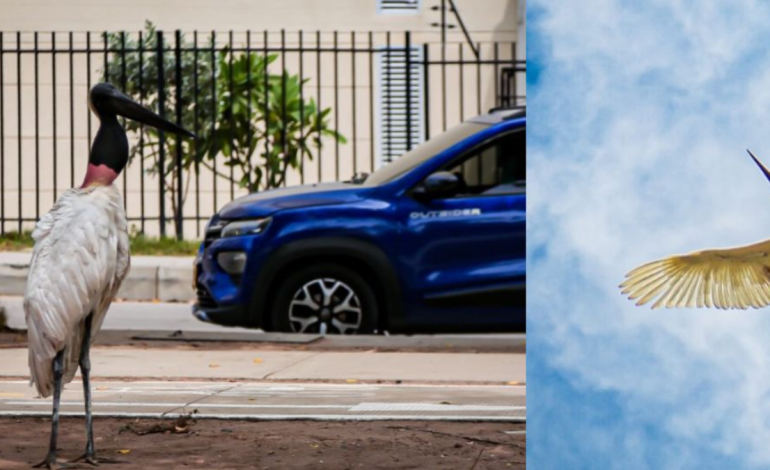 Autoridades rescataron una cigüeña en Atlántico y explicaron los motivos de su presencia en la zona de Barranquilla

 – Primer plano