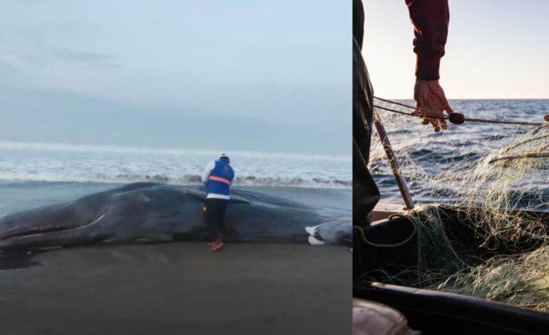 Un cachalote murió tras quedar atrapado en redes de pesca ilegal en aguas de Bahía Solano en Chocó

 – Primer plano