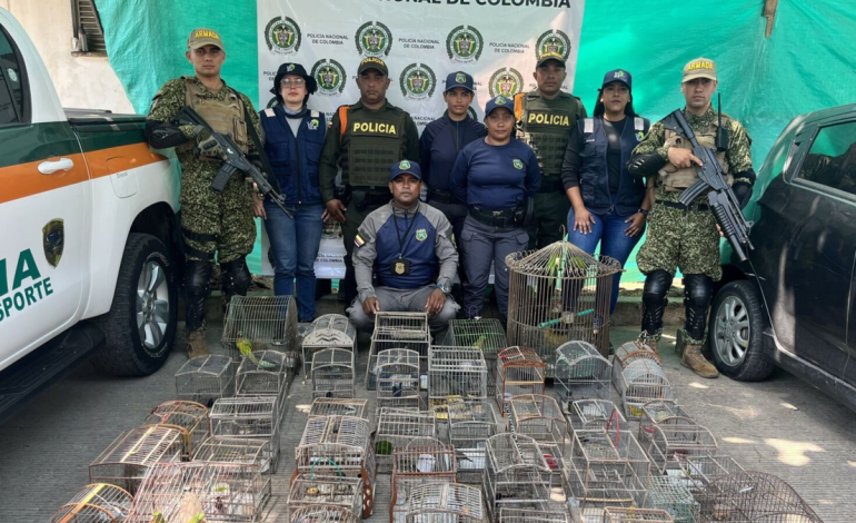 En Turbaco (Bolívar) fueron rescatadas 70 aves

 – Primer plano