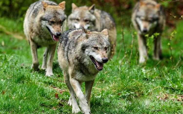 Alemania permite la caza de lobos

 – Primer plano