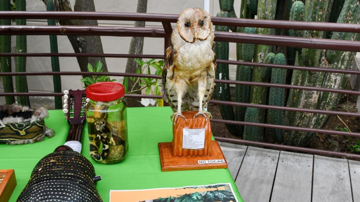 Campaña ambiental en Ecuador tiene como objetivo proteger la vida silvestre

 – Primer plano