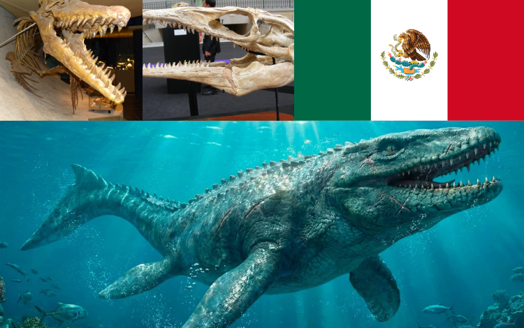México descubre nuevo mosasaurio gigante del período Cretácico

 – Primer plano