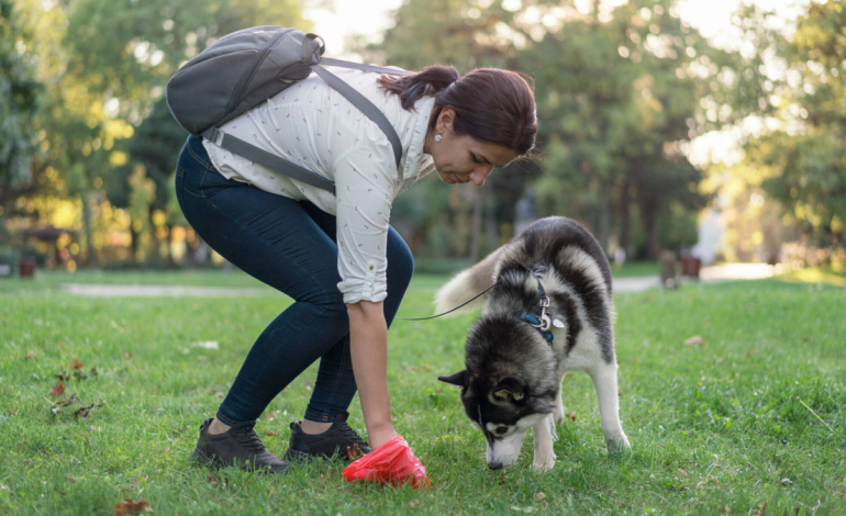 Rociarían un líquido mortal que destruye los cuerpos de los animales domésticos

 – Primer plano