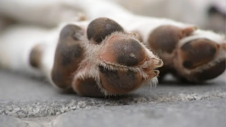 Escándalo en Rumanía por el sacrificio de 15.000 perros: condenan la crueldad y la corrupción

 – Primer plano