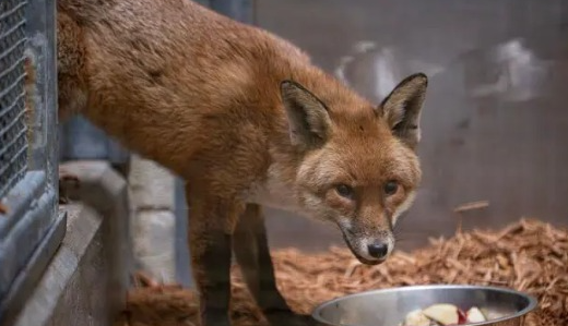 Increíble viaje: Fox llega a Nueva York tras esconderse en un barco procedente de Inglaterra

 – Primer plano