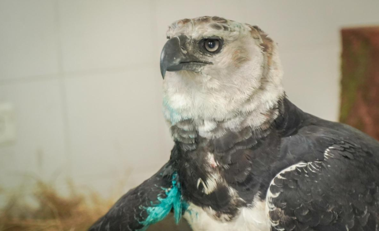 El águila arpía herida en el Meta lucha por sobrevivir y será operada

 – Primer plano