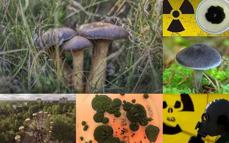 Los hongos de Chernobyl podrían proteger contra la radiación

 – Primer plano